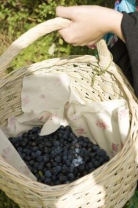 picking sloes for gin