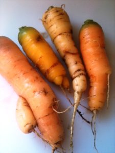 homegrown carrots