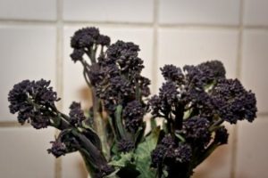 purple sprouting broccoli