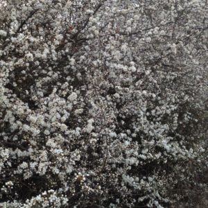 Sloe blossom