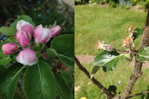 Lord Lambourn apple blossom and growing