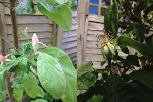 Quince tree blossom and growing