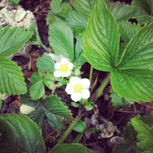 Strawberry flowers