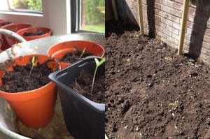 Tomato seedlings growing and planting out