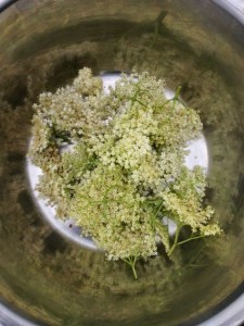 picking wild elderflower