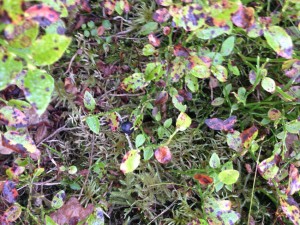 wild blueberries in Wales