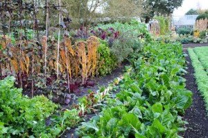 Le Manoir vegetable garden