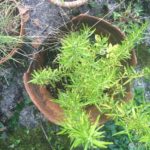 Growing Herbs - Rosemary