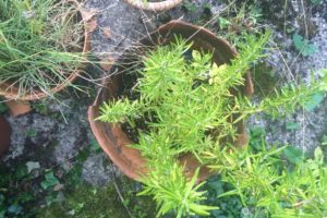 Growing Herbs - Rosemary