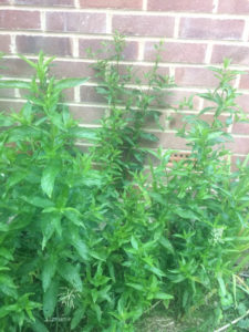 Growing Herbs - Mint