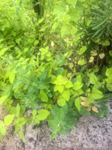 Growing Herbs - Greek Oregano and Marjoram