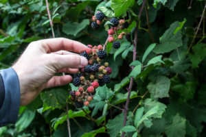 An Adventure Just Outside the Back Door - picking blackberries