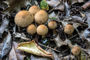 An Adventure Just Outside the Back Door - wild mushrooms