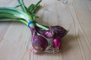 purple spring onions