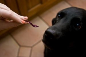 Purple cabbage for the dog