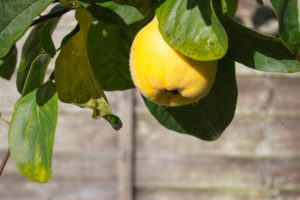 Quince growing on tree