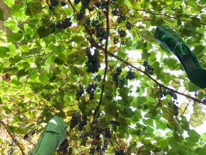 Vines and boots outside Alchimia B&B on an Italian Road Trip